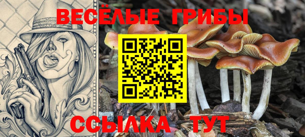 Тверь  Псилоцибиновые грибы Psilocybine cubensis  Вход с VPN 